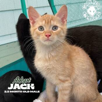 Jack -  Domestic Short Hair Cat for Adoption in Wilmington, North Carolina - Jack | PetCurious