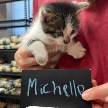 Domestic Short Hair Cats Available for Adoption in Minnetonka, Minnesota - Michelle C69052 | PetCurious
