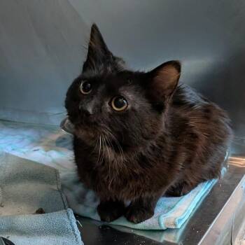 Domestic Medium Hair Cats Available for Adoption in Matteson, Illinois - Red Star | PetCurious