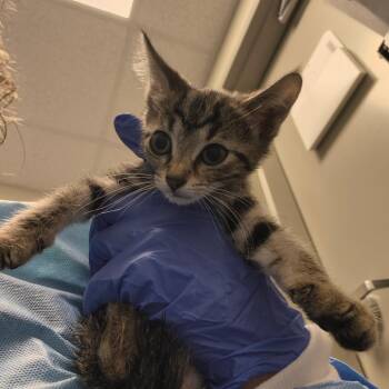 Sunfyre -  Domestic Short Hair Cat Available for Adoption in Tulsa, Oklahoma - Sunfyre | PetCurious