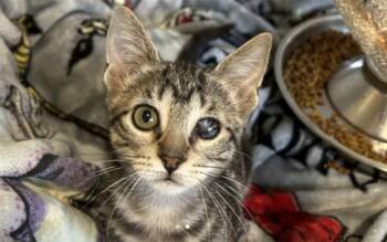 Rescue Tabby Cats for Adoption in Houston, Texas - Hange | PetCurious