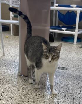 Rescue Domestic Short Hair Cats for Adoption in Little Rock, Arkansas - Chloe | PetCurious