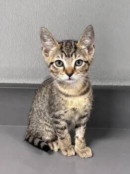 Domestic Short Hair and Tabby Cats Available for Adoption in Orland Hills, Illinois - Lyra | PetCurious