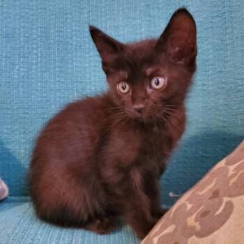 Roar Ranger 11 -  Domestic Short Hair Cat Available for Adoption in Austin, Texas - Roar Ranger 11 | PetCurious