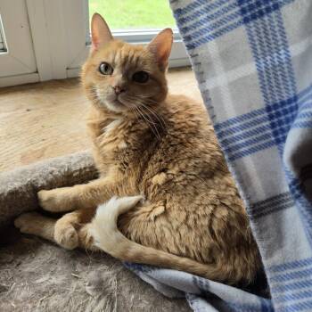 Peaches -  Domestic Short Hair Cat for Adoption in Harrisonburg, Virginia - Peaches | PetCurious