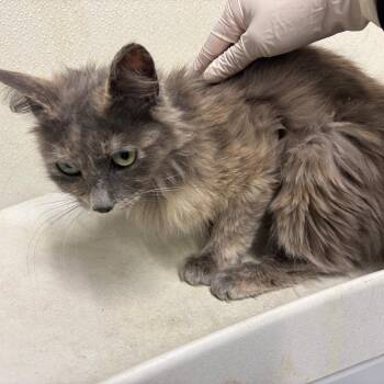 IVHS-Stray-138945 -  Domestic Medium Hair Cat for Adoption in San Gabriel, California - IVHS-Stray-138945 | PetCurious