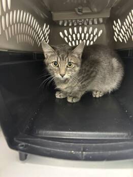 Sebastian -  Domestic Short Hair Cat for Adoption in Salmon, Idaho - Sebastian | PetCurious