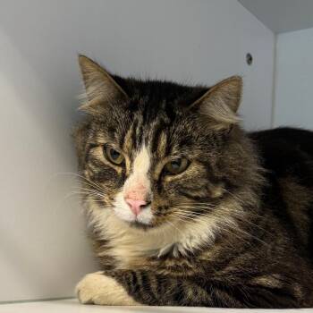 Domestic Medium Hair Cats Available for Adoption in Kennebunk, Maine - Ivan | PetCurious