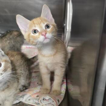 Jerry -  Domestic Short Hair Cat for Adoption in Spokane, Washington - Jerry | PetCurious