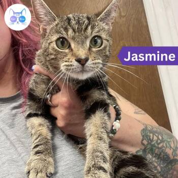 Jasmine (bonded with Belle) -  Domestic Short Hair Cat for Adoption in Penfield, New York - Jasmine (bonded With Belle) | PetCurious