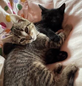 Willow & Nyx -  Tabby Cat for Adoption in Closter, New Jersey - Willow & Nyx | PetCurious