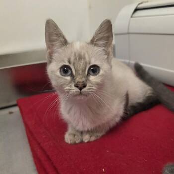 Sloann -  Siamese and Domestic Short Hair Cat for Adoption in Mastic, New York - Sloann | PetCurious