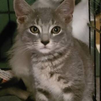 Mack -  Domestic Short Hair Cat for Adoption in Long Beach, California - Mack | PetCurious