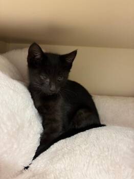 Penina -  Domestic Short Hair Cat for Adoption in Bloomington, Indiana - Penina | PetCurious
