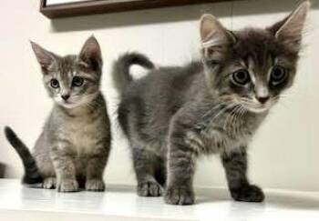 Wolfie & Nala -  Tabby Cat Available for Adoption in The Dalles, Oregon - Wolfie & Nala | PetCurious