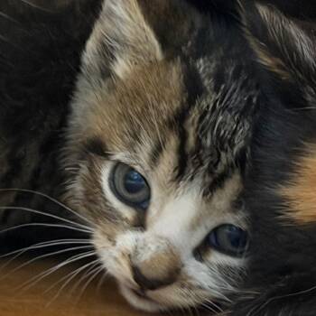Domestic Short Hair Cats Available for Adoption in Tampa, Florida - Rune | PetCurious