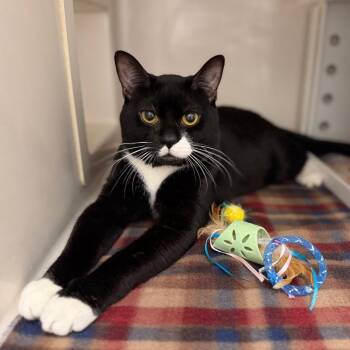 Jeff -  Domestic Short Hair Cat for Adoption in Sarasota, Florida - Jeff | PetCurious