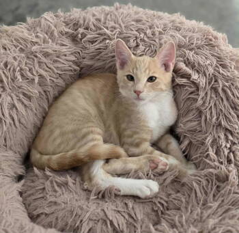 Rescue Domestic Short Hair Cats for Adoption in Woodsfield, Ohio - Calvin | PetCurious