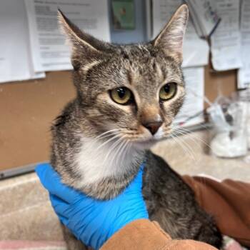 Rescue Domestic Short Hair Cats for Adoption - Gertie | PetCurious