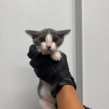 Pinky -  Domestic Short Hair Cat for Adoption in Abilene, Texas - Pinky | PetCurious