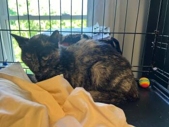 Domestic Short Hair Cats Available for Adoption in Windsor, Connecticut - Mama Jackie | PetCurious