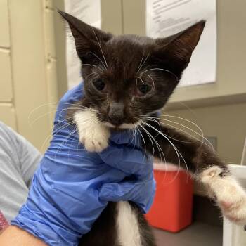 Princess Sofia -  Domestic Short Hair Cat for Adoption in Columbus, Georgia - Princess Sofia | PetCurious