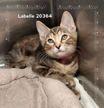 LABELLE (see also SABLE & MABEL) -  Domestic Short Hair Cat for Adoption in Marietta, Georgia - LABELLE (see Also SABLE & MABEL) | PetCurious