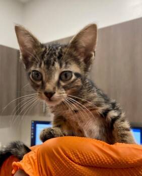 FANTA -  Domestic Short Hair Cat for Adoption in Baytown, Texas - FANTA | PetCurious