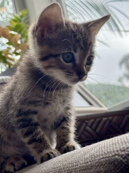 Tabby Cats Available for Adoption in San Juan Capistrano, California - Nickel | PetCurious
