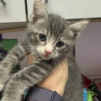 Karl -  Domestic Short Hair Cat for Adoption in Fresno, California - Karl | PetCurious