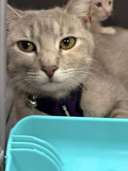 Domestic Short Hair Cats Available for Adoption in Memphis, Tennessee - Lola | PetCurious