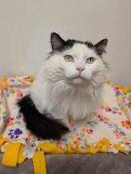 Gerty -  Domestic Medium Hair Cat for Adoption in Rochester, Minnesota - Gerty | PetCurious