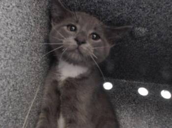 MR. FREDRICKSEN -  Domestic Short Hair Cat for Adoption in Orlando, Florida - MR. FREDRICKSEN | PetCurious