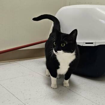 Scarlet -  Domestic Short Hair Cat for Adoption in Midland, Texas - Scarlet | PetCurious