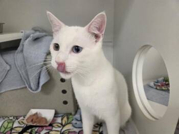 ACDC -  Domestic Short Hair Cat for Adoption in Kent, Washington - ACDC | PetCurious