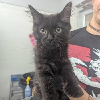 Shade -  Domestic Medium Hair Cat for Adoption in Evansville, Indiana - Shade | PetCurious