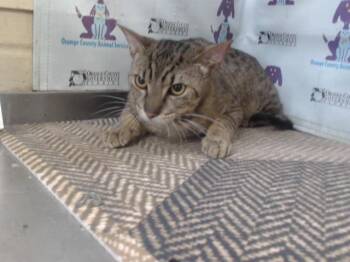 Domestic Short Hair Cats Available for Adoption in Orlando, Florida - A594361 | PetCurious