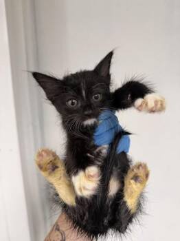 SOPHIA -  Domestic Short Hair Cat for Adoption in San Bernardino, California - SOPHIA | PetCurious