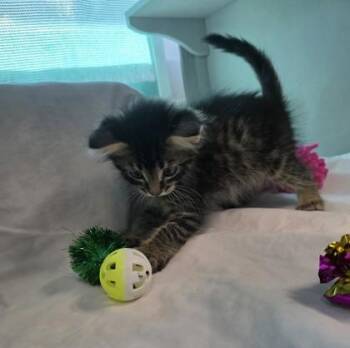 Squirt -  Domestic Medium Hair and Domestic Short Hair Cat for Adoption in Edgewood, New Mexico - Squirt | PetCurious