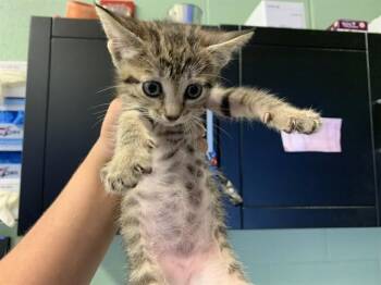 MADAM POUNCE ALOT -  Domestic Short Hair Cat for Adoption in Grand Prairie, Texas - MADAM POUNCE ALOT | PetCurious