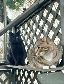 Domestic Medium Hair Cats Available for Adoption in San Diego, California - Jade & Lucky (Bonded Pair) | PetCurious