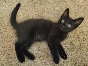 Bryce 2 -  Domestic Medium Hair Cat for Adoption in Tucson, Arizona - Bryce 2 | PetCurious