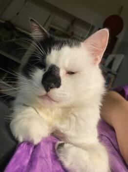Zuco -  Domestic Short Hair Cat for Adoption in New York, New York - Zuco | PetCurious