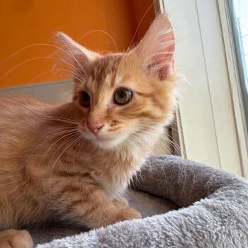 Macintosh -  Domestic Short Hair Cat for Adoption in West Des Moines, Iowa - Macintosh | PetCurious