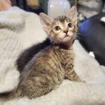 Sari (tabbico) -  Tabby Cat for Adoption in Allen, Texas - Sari (tabbico) | PetCurious