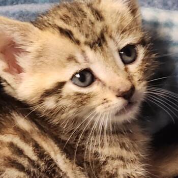 Twizzlers K45706 -  Domestic Short Hair Cat for Adoption in Corsicana, Texas - Twizzlers K45706 | PetCurious