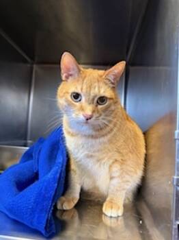 Rescue Domestic Short Hair Cats for Adoption in South Bend, Indiana - Rob | PetCurious