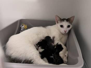 MIMI -  Domestic Short Hair Cat for Adoption in Kent, Washington - MIMI | PetCurious