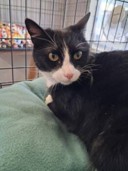 Domestic Short Hair Cats Available for Adoption in Ogden, Utah - Zelda | PetCurious