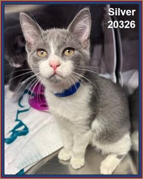 SILVER (see also STERLING) -  Domestic Short Hair Cat for Adoption in Marietta, Georgia - SILVER (see Also STERLING) | PetCurious